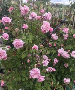 Blossomtime Climbing Rose Plant - Pink Flowering Bush 5-7 inches Tall - Image 2
