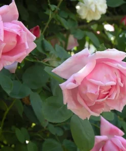 Blossomtime Climbing Rose Plant - Pink Flowering Bush 5-7 inches Tall - Image 3