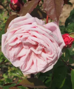 Blossomtime Climbing Rose Plant - Pink Flowering Bush 5-7 inches Tall - Image 4