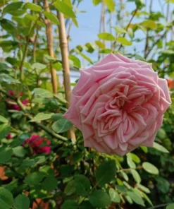 Blossomtime Climbing Rose Plant - Pink Flowering Bush 5-7 inches Tall - Image 6