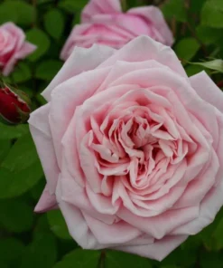 Blossomtime Climbing Rose Plant - Pink Flowering Bush 5-7 inches Tall - Image 7