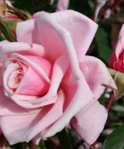 Blossomtime Climbing Rose Plant - Pink Flowering Bush 5-7 inches Tall - Image 8