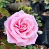 Blossomtime Climbing Rose Plant - Pink Flowering Bush 5-7 inches Tall - Image 1