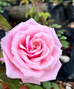 Blossomtime Climbing Rose Plant - Pink Flowering Bush 5-7 inches Tall - Image 1