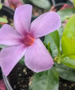 Blue Mandevilla Vine Live Plant 5-9 Inch Tall - Tropical Flowering Brazilian Jasmine - Image 2