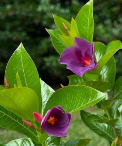 Blue Mandevilla Vine Live Plant 5-9 Inch Tall - Tropical Flowering Brazilian Jasmine - Image 6