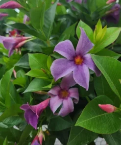Blue Mandevilla Vine Live Plant 5-9 Inch Tall - Tropical Flowering Brazilian Jasmine - Image 1