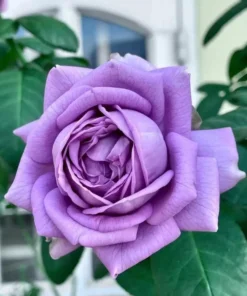 Blue Rose Live Plant Hybrid Tea Shrub - Fragrant Garden Flower 5-8