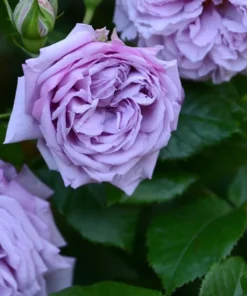 Blue Rose Live Plant Hybrid Tea Shrub - Fragrant Garden Flower 5-8" Tall - Image 2