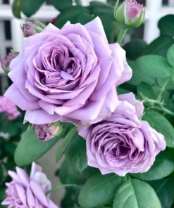 Blue Rose Live Plant Hybrid Tea Shrub - Fragrant Garden Flower 5-8