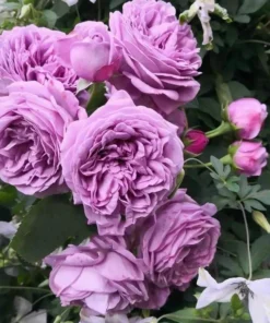 Blue Rose Live Plant Hybrid Tea Shrub - Fragrant Garden Flower 5-8