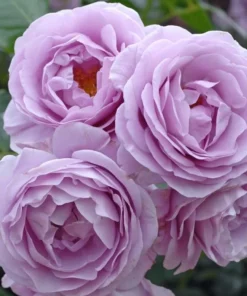 Blue Rose Live Plant Hybrid Tea Shrub - Fragrant Garden Flower 5-8