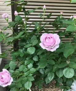 Blue Rose Live Plant Hybrid Tea Shrub - Fragrant Garden Flower 5-8