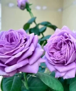 Blue Rose Live Plant Hybrid Tea Shrub - Fragrant Garden Flower 5-8