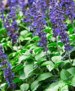 Blue Salvia Live Plant – Fragrant Blue Sage Starter Plant – Cold Hardy – 4-8 Inch Tall - Image 10