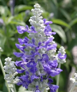 Blue Salvia Live Plant – Fragrant Blue Sage Starter Plant – Cold Hardy – 4-8 Inch Tall - Image 3