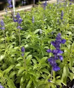 Blue Salvia Live Plant – Fragrant Blue Sage Starter Plant – Cold Hardy – 4-8 Inch Tall - Image 5