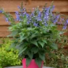 Blue Salvia Live Plant – Fragrant Blue Sage Starter Plant – Cold Hardy – 4-8 Inch Tall - Image 1
