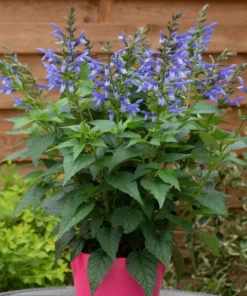 Blue Salvia Live Plant – Fragrant Blue Sage Starter Plant – Cold Hardy – 4-8 Inch Tall - Image 1