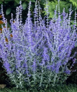 Blue Salvia Live Plant – Fragrant Blue Sage Starter Plant – Cold Hardy – 4-8 Inch Tall - Image 7