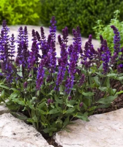 Blue Salvia Live Plant – Fragrant Blue Sage Starter Plant – Cold Hardy – 4-8 Inch Tall - Image 8