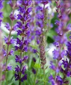Blue Salvia Live Plant – Fragrant Blue Sage Starter Plant – Cold Hardy – 4-8 Inch Tall - Image 9