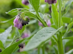 Bocking 14 comfrey flowers