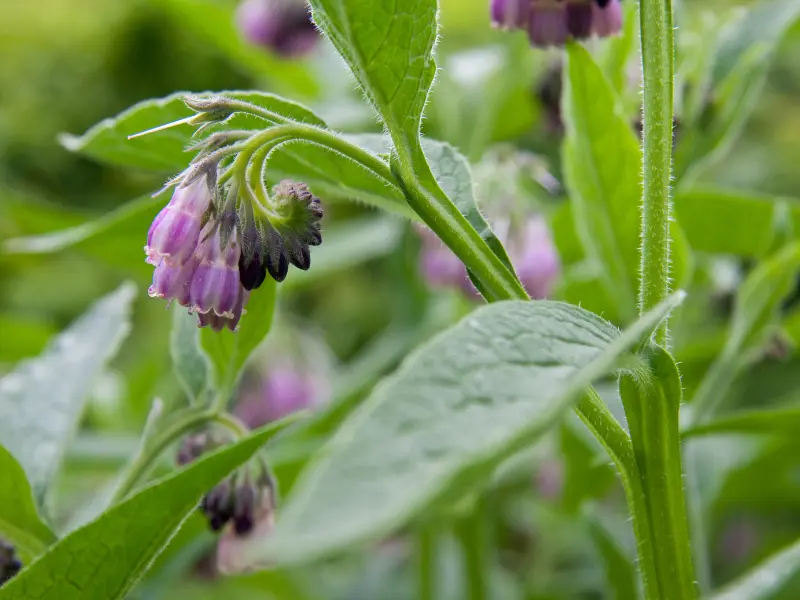 Bocking 14 comfrey flowers