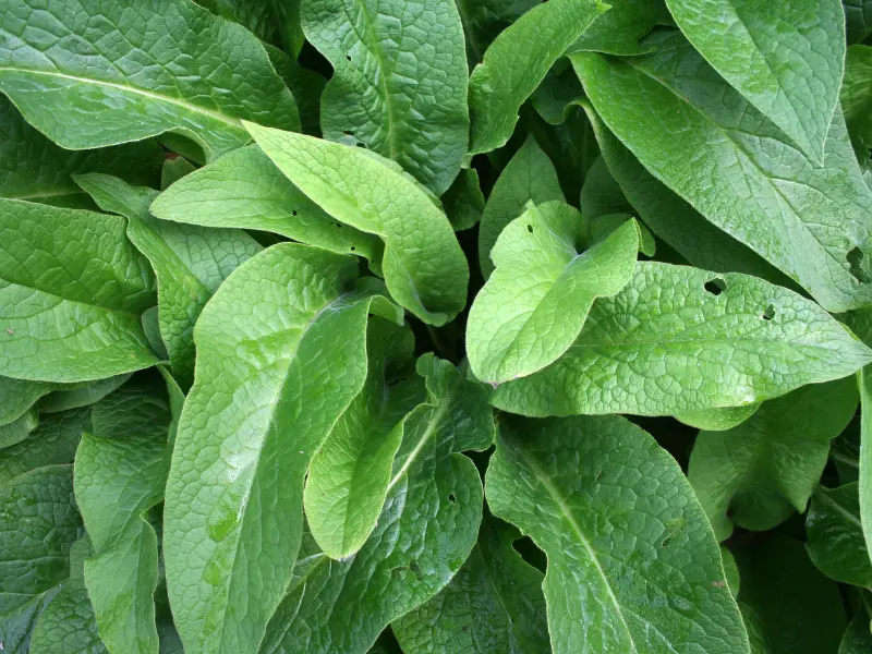 Bocking 14 comfrey leaves