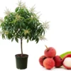 Brewster Lychee Tree Live Plant, Sweet Litchi Fruit, 1-2 Ft Tall, 3 Gallon Pot - Image 1
