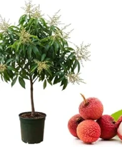 Brewster Lychee Tree Live Plant, Sweet Lychee Fruit Tree, 1-2 Ft Tall, 3 Gallon Pot - Image 2