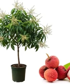 Brewster Lychee Tree Live Plant, Sweet Lychee Fruit Tree, 1-2 Ft Tall, 3 Gallon Pot - Image 5