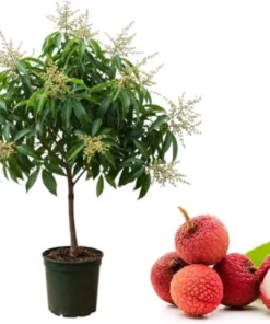 Brewster Lychee Tree Live Plant, Sweet Lychee Fruit Tree, 1-2 Ft Tall, 3 Gallon Pot - Image 7