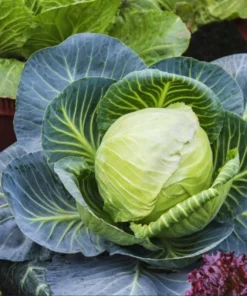 Cabbage Live Plants - Set of 3 Vegetable Starters, 5 Inch Tall, 4 Inch Pot - Image 2