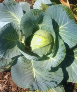 Cabbage Live Plants - Set of 3 Vegetable Starters, 5 Inch Tall, 4 Inch Pot - Image 3