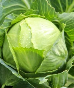 Cabbage Live Plants - Set of 3 Vegetable Starters, 5 Inch Tall, 4 Inch Pot - Image 4