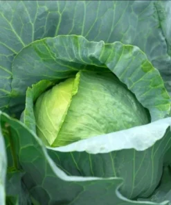 Cabbage Live Plants - Set of 3 Vegetable Starters, 5 Inch Tall, 4 Inch Pot - Image 5