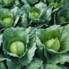 Cabbage Live Plants - Set of 3 Vegetable Starters, 5 Inch Tall, 4 Inch Pot - Image 1