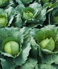 Cabbage Live Plants - Set of 3 Vegetable Starters, 5 Inch Tall, 4 Inch Pot - Image 1