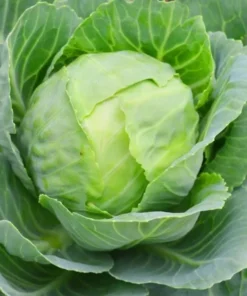 Cabbage Live Plants - Set of 3 Vegetable Starters, 5 Inch Tall, 4 Inch Pot - Image 6