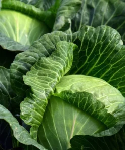 Cabbage Live Plants - Set of 3 Vegetable Starters, 5 Inch Tall, 4 Inch Pot - Image 9