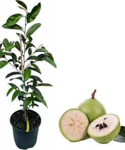 Caimito Live Plant - Green Star Apple Tree, 3-4 Feet Tall in 3 Gallon Pot, Tropical Indoor Outdoor Fruit Tree - Image 4