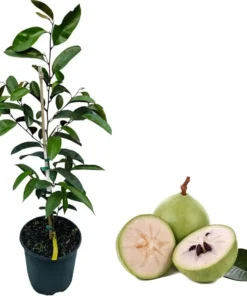 Caimito Star Apple Live Plant - 3 to 4 Feet Tall in 3 Gallon Pot - Indoor/Outdoor Fruit Tree - Image 5