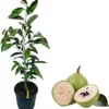 Caimito Star Apple Live Plant - 3 to 4 Feet Tall in 3 Gallon Pot - Indoor/Outdoor Fruit Tree - Image 1