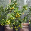Calamansi Orange Tree Live Plant – 3-4 FT Calamondin Citrus, 5 Gal Pot - Image 1