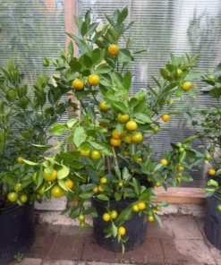 Calamansi Orange Tree Live Plant – 3-4 FT Calamondin Citrus, 5 Gal Pot - Image 1