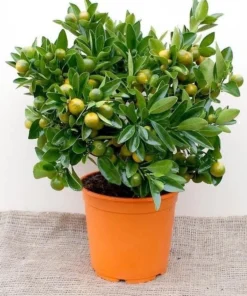 Calamansi Orange Tree Live Plant – 3-4 FT Calamondin Citrus, 5 Gal Pot - Image 2
