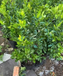 Calamansi Orange Tree Live Plant – 3-4 FT Calamondin Citrus, 5 Gal Pot - Image 3