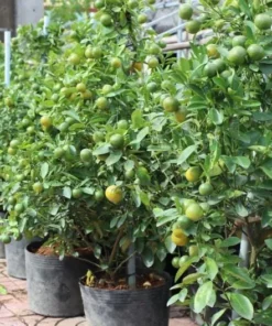 Calamansi Orange Tree Live Plant – 3-4 FT Calamondin Citrus, 5 Gal Pot - Image 4