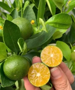 Calamansi Orange Tree Live Plant – 3-4 FT Calamondin Citrus, 5 Gal Pot - Image 5